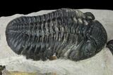 Pedinopariops Trilobite With Partial - Mrakib, Morocco #155380-8